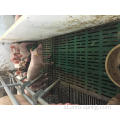 Lantai Slat Plastik Komposit BMC Untuk Peternakan Babi